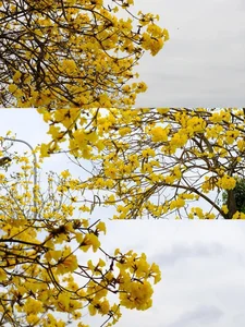 Golden Bellflower Trees Bloom Across Hanoi Creating a Stunning Yellow Landscape for Photographers - image 1