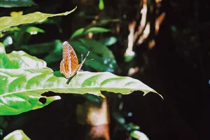 Trekking Hai Phong: A 9km Journey Through Primary Forests - image 7