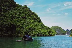 Trekking Hai Phong: A 9km Journey Through Primary Forests - image 3
