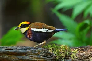 The 'Short-Tailed' Pitta: A Living Gem of the Vietnamese Jungle - image 2