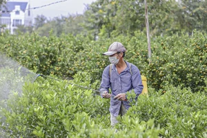 Inside the Kumquat Capital of Central Vietnam Preparing for Lunar New Year - image 4