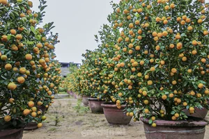 Inside the Kumquat Capital of Central Vietnam Preparing for Lunar New Year - image 5
