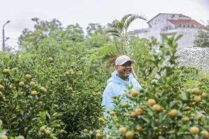 Inside the Kumquat Capital of Central Vietnam Preparing for Lunar New Year - image 8