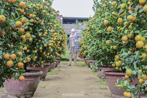 Inside the Kumquat Capital of Central Vietnam Preparing for Lunar New Year - image 0