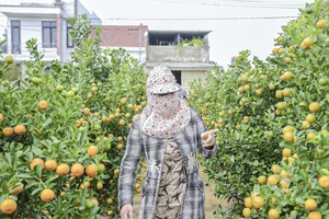 Inside the Kumquat Capital of Central Vietnam Preparing for Lunar New Year - image 2