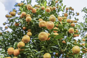 Inside the Kumquat Capital of Central Vietnam Preparing for Lunar New Year - image 6