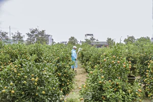 Inside the Kumquat Capital of Central Vietnam Preparing for Lunar New Year - image 1
