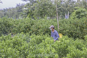 Inside the Kumquat Capital of Central Vietnam Preparing for Lunar New Year - image 7