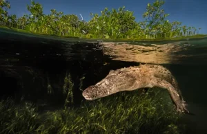 Bizarre and Mind-Blowing Ways Animals Give Birth in the Wild - image 6