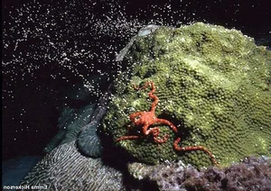 Bizarre and Mind-Blowing Ways Animals Give Birth in the Wild - image 5