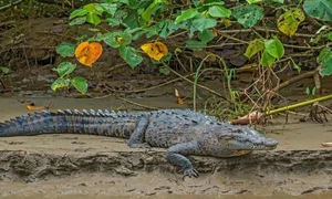 Bizarre and Mind-Blowing Ways Animals Give Birth in the Wild - image 9