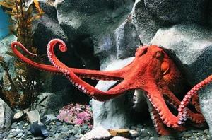 Bizarre and Mind-Blowing Ways Animals Give Birth in the Wild - image 4