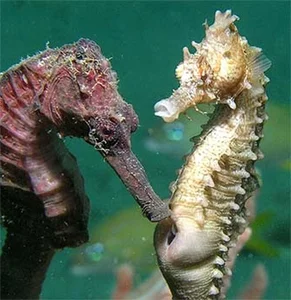 Bizarre and Mind-Blowing Ways Animals Give Birth in the Wild - image 2