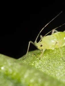 Bizarre and Mind-Blowing Ways Animals Give Birth in the Wild - image 3