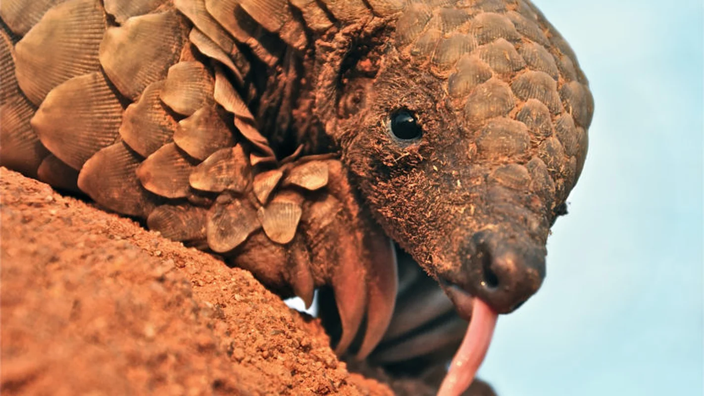 Rare Endangered Animal Unexpectedly Wanders Into Local Resident's Home