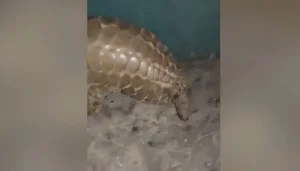 Rare Endangered Animal Unexpectedly Wanders Into Local Resident's Home - image 6