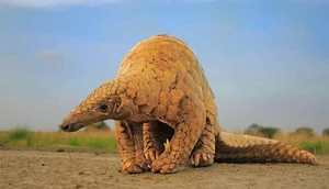 Rare Endangered Animal Unexpectedly Wanders Into Local Resident's Home - image 2