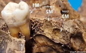 Historical Mystery Unveiled: The Shocking Secrets of Cleopatra's Sister's Skull - image 3