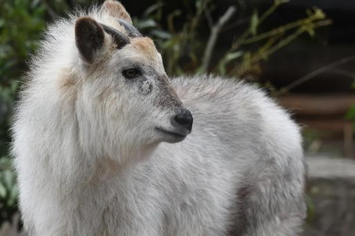 Mysterious 'Mythical Beast' Spotted in Vietnam Sparks Social Media Buzz