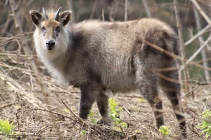 Mysterious 'Mythical Beast' Spotted in Vietnam Sparks Social Media Buzz - image 7