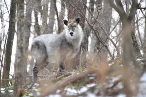Mysterious 'Mythical Beast' Spotted in Vietnam Sparks Social Media Buzz - image 1