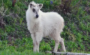 Mysterious 'Mythical Beast' Spotted in Vietnam Sparks Social Media Buzz - image 5