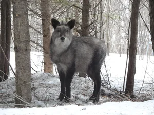 Mysterious 'Mythical Beast' Spotted in Vietnam Sparks Social Media Buzz - image 4
