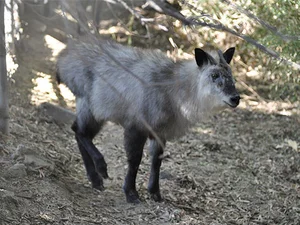 Mysterious 'Mythical Beast' Spotted in Vietnam Sparks Social Media Buzz - image 2