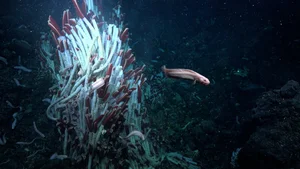 Mysterious Underwater World Discovered: Experts Issue Urgent Warnings Over New Deep-Sea Findings - image 7