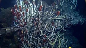 Mysterious Underwater World Discovered: Experts Issue Urgent Warnings Over New Deep-Sea Findings - image 2