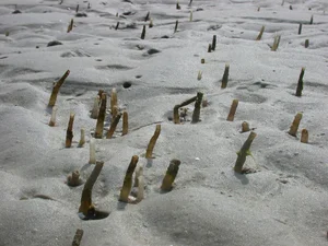 Mysterious Underwater World Discovered: Experts Issue Urgent Warnings Over New Deep-Sea Findings - image 4