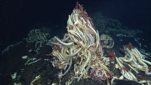 Mysterious Underwater World Discovered: Experts Issue Urgent Warnings Over New Deep-Sea Findings - image 5