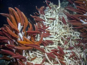 Mysterious Underwater World Discovered: Experts Issue Urgent Warnings Over New Deep-Sea Findings - image 1