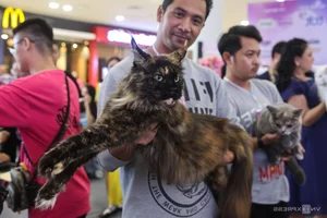 Southeast Asia Cat Beauty Pageant: Feline Elegance Takes Center Stage in Ho Chi Minh City - image 7
