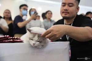 Southeast Asia Cat Beauty Pageant: Feline Elegance Takes Center Stage in Ho Chi Minh City - image 10