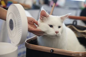 Southeast Asia Cat Beauty Pageant: Feline Elegance Takes Center Stage in Ho Chi Minh City - image 0