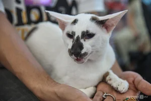 Southeast Asia Cat Beauty Pageant: Feline Elegance Takes Center Stage in Ho Chi Minh City - image 8