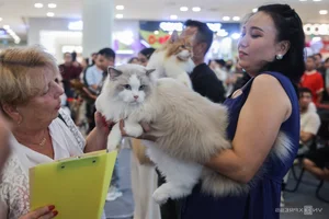 Southeast Asia Cat Beauty Pageant: Feline Elegance Takes Center Stage in Ho Chi Minh City - image 6