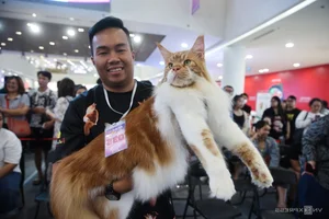 Southeast Asia Cat Beauty Pageant: Feline Elegance Takes Center Stage in Ho Chi Minh City - image 4