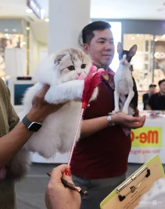 Southeast Asia Cat Beauty Pageant: Feline Elegance Takes Center Stage in Ho Chi Minh City - image 1