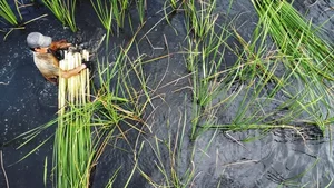 From Famine Food to Gourmet Delight: The Rise of Wild Greens - image 9