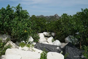 Ha Long Bay Environmental Alert: Floating Farm Waste Threatens Vietnam's Iconic Heritage Site - image 3