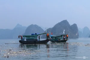 Ha Long Bay Environmental Alert: Floating Farm Waste Threatens Vietnam's Iconic Heritage Site - image 7