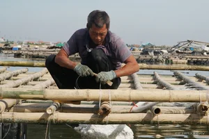 Ha Long Bay Environmental Alert: Floating Farm Waste Threatens Vietnam's Iconic Heritage Site - image 5