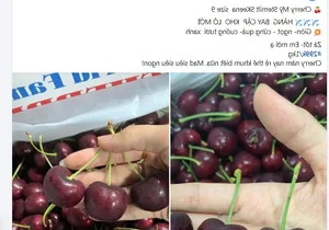 Fresh US Cherries Hit Vietnam Market with Unprecedented Record Low Prices - image 0