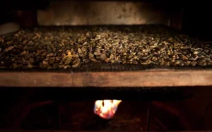 Exploring Indonesia’s Unique Dried Lizard Delicacy: A Pungent Traditional Specialty - image 0