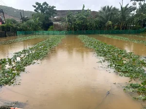 Da Nang Midnight Floods: Communities Struggle After Sudden Devastation - image 5