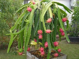 Fascinating Facts About Edible Cactus Fruits Captivating Gardeners Worldwide - image 2