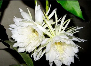 Fascinating Facts About Edible Cactus Fruits Captivating Gardeners Worldwide - image 3