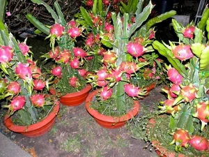 Fascinating Facts About Edible Cactus Fruits Captivating Gardeners Worldwide - image 4